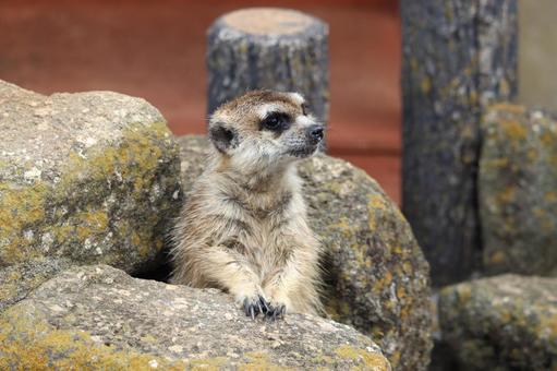 ミーアキャット ミーアキャット,生き物,動物の写真素材