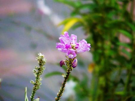 花壇の花 花壇の花の写真