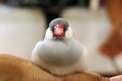 手のひらに乗る文鳥 手のひらに乗る文鳥の写真