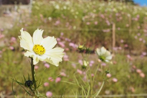 白コスモスの写真