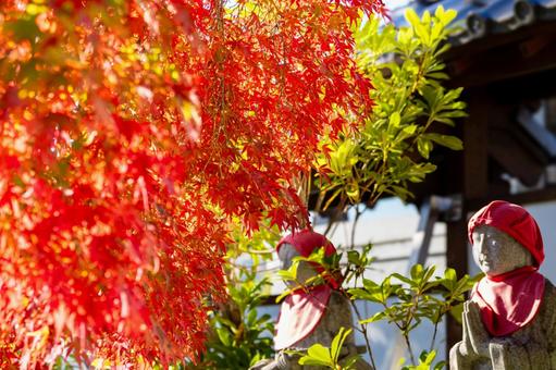 称名寺の紅葉⑶ 秋,紅葉,称名寺の写真素材