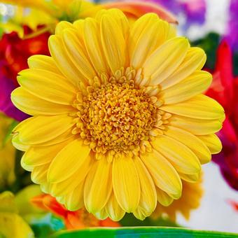 Gerbera, JPG Gerbera, JPG