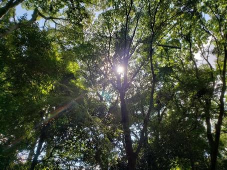 木漏れ日の情景 木漏れ日,風景,景色の写真素材