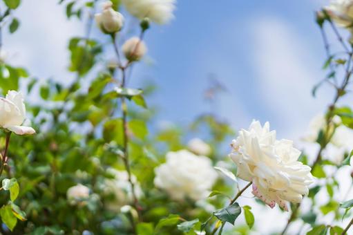 Photo, rose, roses, white, 
