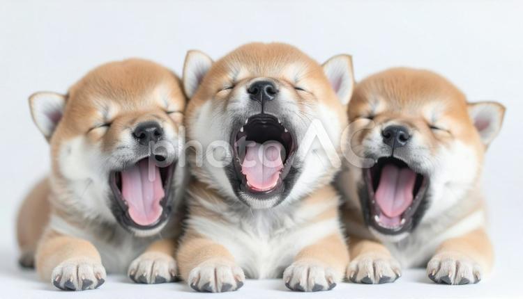 身を寄せ合いあくびをする柴犬の子犬　豆柴 子犬,仔犬,たくさんの写真素材