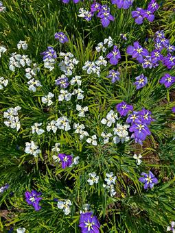花畑 真上 花畑 真上の写真