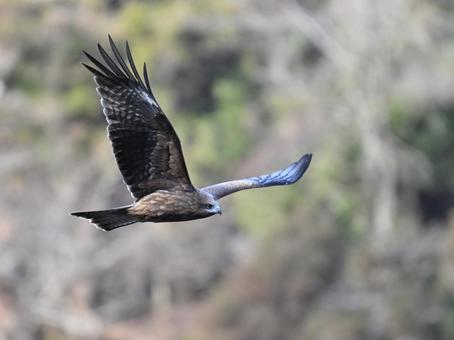 Black Kite, JPG