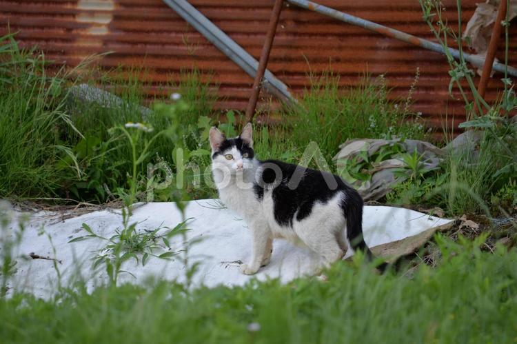 白黒の野良猫 ネコ,cat,かわいいの写真素材