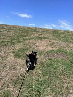 山を登る柴犬 山を登る柴犬の写真