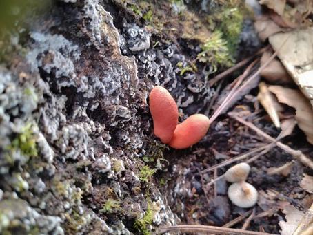 カエンタケ カエンタケ キノコ狩り,蒜山,散策の写真素材