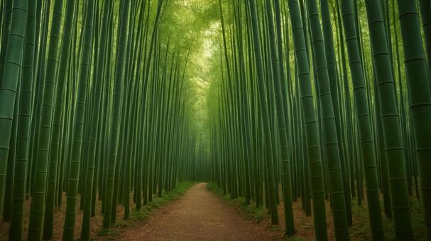 竹林 竹林の写真