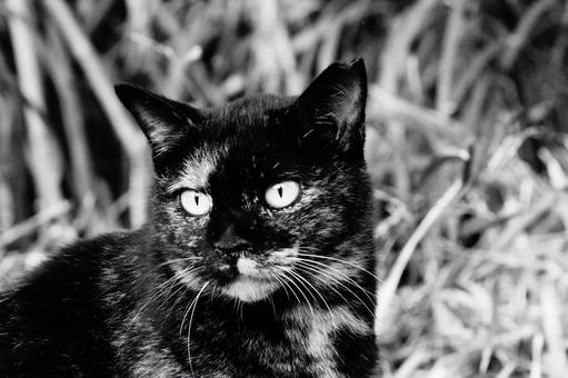 ねこ ねこ ねこ,野良,動物の写真素材