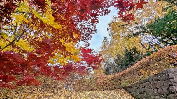 紅葉 紅葉狩り,ハイキング,遠足の写真素材