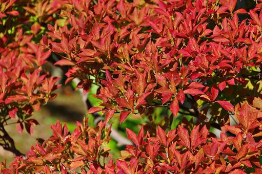 色づくドウダンツヅジ 色づくドウダンツヅジ ドウダンツツジ,灯台躑躅,満天星の写真素材