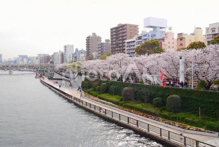 隅田公園の桜 スカイツリー,桜,さくらの写真素材