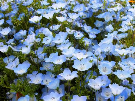 ネモフィラのブルーがいっぱいの花壇 ネモフィラのブルーがいっぱいの花壇の写真