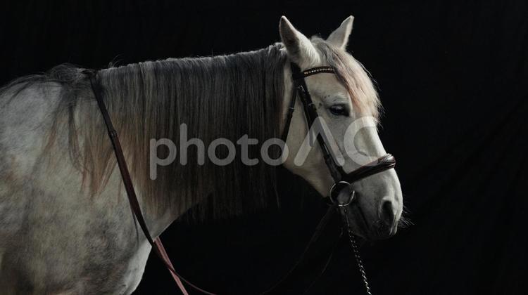 美しい白馬の横顔 馬,馬の顔,上半身の写真素材