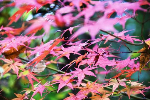 紅葉 紅葉の写真
