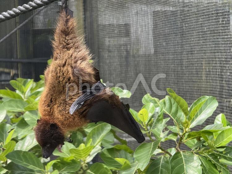 コウモリ コウモリ,動物,動物園の写真素材