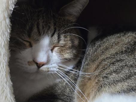 Slumbering Cat, JPG Slumbering Cat, JPG