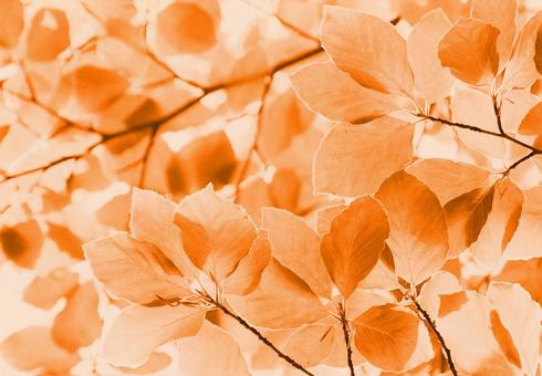 Autumn leaves frame background material, JPG