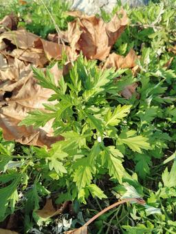 秋のよもぎ よもぎ,風景,紅葉の写真素材