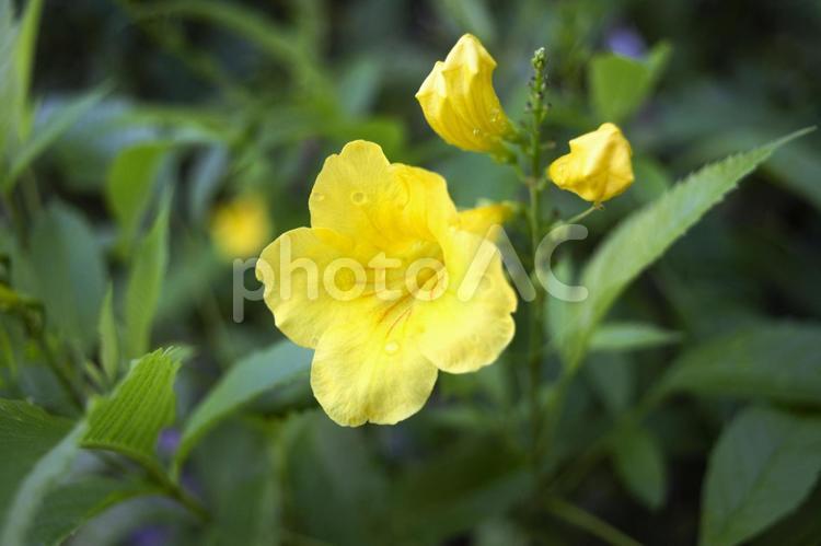 南国の花　13 フラワー,屋外,晴れの写真素材