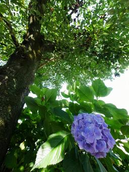 Photo, hydrangea, flower, blue hydrangea, 