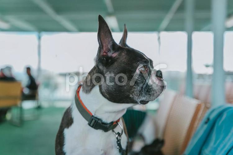 わんことお出掛け01 犬,可愛い,ペットの写真素材