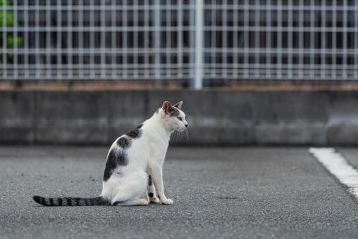 毛繕いが終わってホッとひと息つく牛柄猫 牛柄猫,cawcat,ハチワレ猫の写真素材