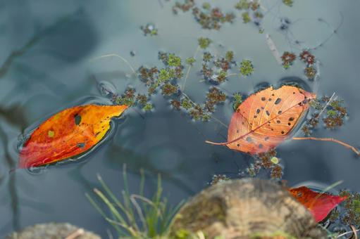 池に浮く落ち葉 池に浮く落ち葉 紅葉,おちば,赤の写真素材