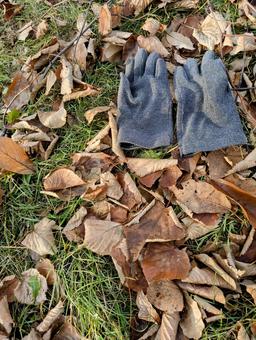 初冬のある暖かい日③ 茶色,枯れ葉,緑の写真素材