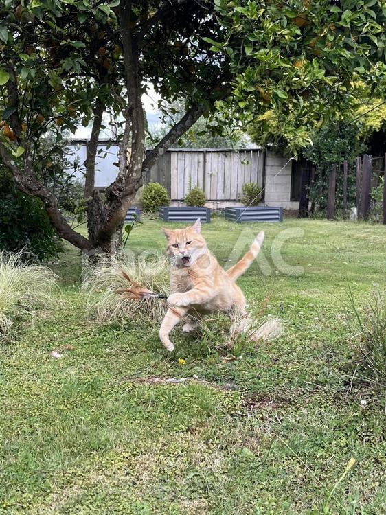 獲物を捕らえた瞬間の猫の顔 猫,獲物,茶トラの写真素材