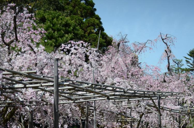 平安神宮の枝垂れ桜 平安神宮の枝垂れ桜,枝垂桜,シダレザクラの写真素材