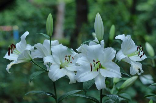 A flower that symbolizes chastity, JPG A flower that symbolizes chastity, lírios, lírio, flor, JPG