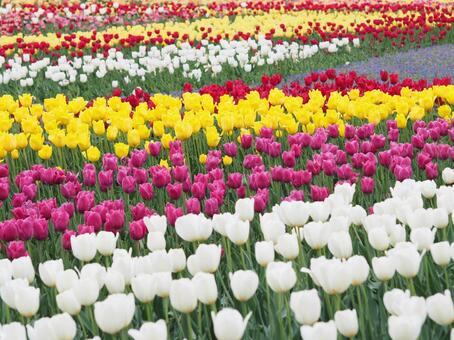 カラフルなチューリップ畑 チューリップ,花畑,赤の写真素材