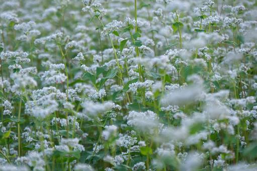 蕎麦の花 蕎麦の花,蕎麦,白い花の写真素材