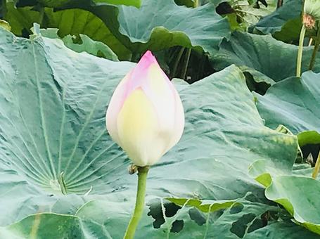 はすの蕾 はすの蕾の写真