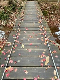 桟橋の落ち葉 自然,紅葉,赤の写真素材