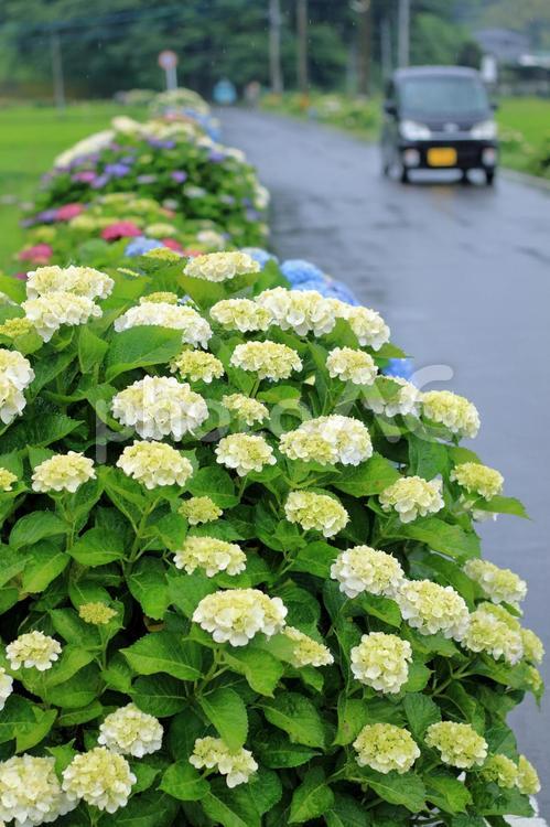アジサイと車２ アジサイ,花,植物の写真素材