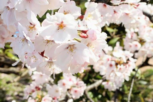 桜 さくら,サクラ,春の写真素材