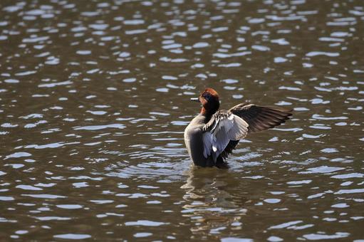 コガモ コガモ コガモ,鳥,野鳥の写真素材