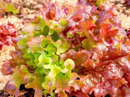 sunny lettuce, JPG sunny lettuce, sunny lettuce, lettuce, leaf lettuce, JPG
