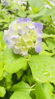紫陽花の子の写真