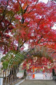 賀茂神社のモミジ⑸ 神社,賀茂神社,晩秋の写真素材