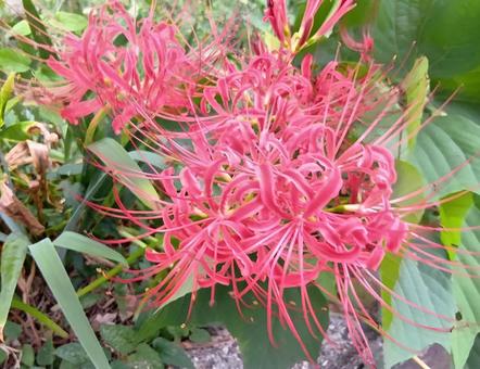 風に揺れるヒガンバナ 風に揺れるヒガンバナ 花,ヒガンバナ,自然の写真素材