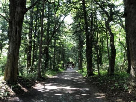 並木通り 並木通り 山,自然,森の写真素材