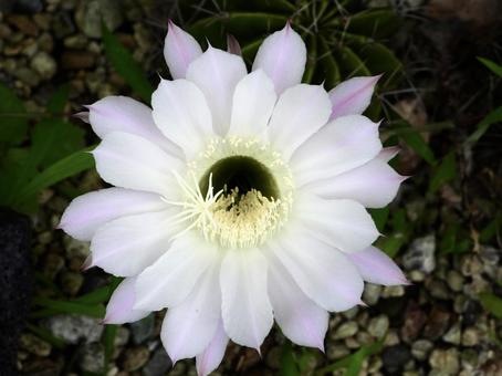 Photo, plant, flower, river side, 