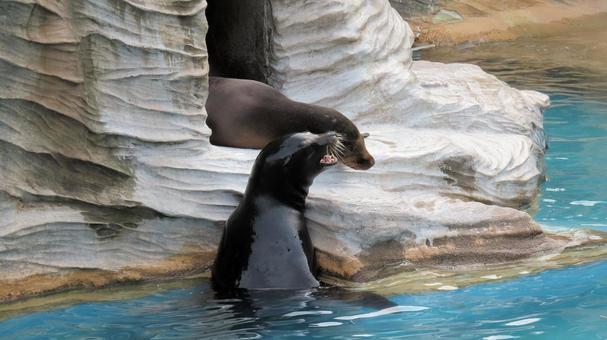 Photo, ক্যালিফোর্নিয়া সমুদ্র সিংহ, pinnipeds, মাংসাশী, 