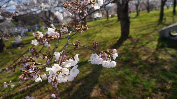 桜2 桜2の写真